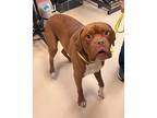 Adopt Zeus a Red/Golden/Orange/Chestnut Mastiff dog in SAINT AUGUSTINE, FL