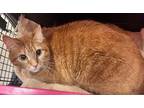 Adopt Woodford a Orange or Red Domestic Shorthair cat in SAINT AUGUSTINE, FL