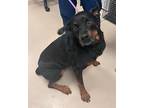 Adopt Meeka a Black Rottweiler dog in SAINT AUGUSTINE, FL, FL (41509838)