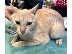 Adopt Riley a Orange or Red Domestic Shorthair (short coat) cat in SAINT