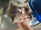 Adopt Stewie a Gray or Blue Domestic Mediumhair (medium coat) cat in SAINT