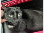 Adopt Arthur a All Black Domestic Shorthair cat in SAINT AUGUSTINE, FL