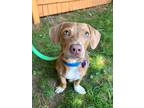 Adopt Hank (puppy) a Brown/Chocolate Jack Russell Terrier dog in Berkeley