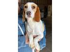 Adopt Adelle a Beagle dog in Windsor, CO (41504387)
