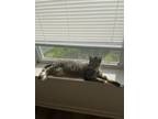 Adopt Lacy a Gray, Blue or Silver Tabby American Shorthair / Mixed (short coat)