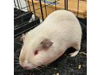 Adopt Kam a Guinea Pig small animal in Clinton, WA (41509822)