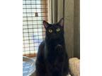 Adopt Basil a All Black Domestic Shorthair / Mixed (short coat) cat in North