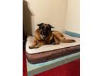 Adopt Ilse a Brown/Chocolate - with Black German Shepherd Dog / Mixed dog in