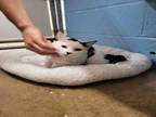 Adopt MELODY a White (Mostly) Domestic Shorthair / Mixed (short coat) cat in