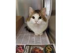 Adopt 2024-05-196 a Domestic Shorthair / Mixed (short coat) cat in Winder