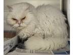 Adopt 2024-05-150 a Persian / Mixed (long coat) cat in Winder, GA (41477244)