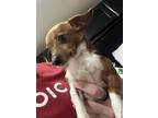 Adopt Lilli a Tan/Yellow/Fawn - with White Chiweenie / Mixed dog in Florence