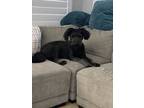 Adopt Max 2 a Black Goldendoodle dog in Anthem, AZ (41507331)