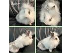 Adopt Gabby a White Lionhead / Mixed (long coat) rabbit in West Palm Beach