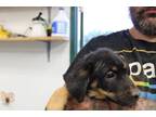 Adopt Flint a Black Shepherd (Unknown Type) dog in Weatherford, TX (41509816)