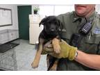 Adopt Loretta a Black Labrador Retriever dog in Weatherford, TX (41509106)