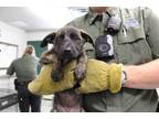 Adopt Monica a Brindle Labrador Retriever dog in Weatherford, TX (41509813)