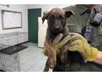 Adopt Smurf a Brindle Labrador Retriever dog in Weatherford, TX (41509105)