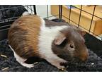 Adopt Bicycle a Guinea Pig small animal in Clinton, WA (41509805)
