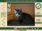 Adopt Cheswick a Domestic Shorthair / Mixed cat in Melbourne, FL (41509427)