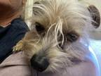 Adopt Kipper a Tan/Yellow/Fawn Terrier (Unknown Type, Small) / Mixed dog in