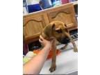 Adopt Charles a Brown/Chocolate Hound (Unknown Type) / Mixed dog in Newport