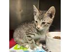 Adopt 24-05-1582b Mccartney a Domestic Shorthair / Mixed (short coat) cat in