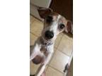 Adopt Liza a White Jack Russell Terrier / Mixed dog in Newport, KY (41506055)