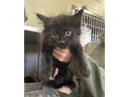 Adopt 18893 a Domestic Longhair / Mixed cat in Covington, GA (41508190)