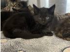Adopt 18894 a Domestic Longhair / Mixed cat in Covington, GA (41508189)