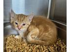 Adopt 18895 a Domestic Shorthair / Mixed cat in Covington, GA (41508188)