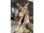 Adopt 18896 a Domestic Longhair / Mixed cat in Covington, GA (41508187)