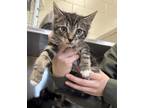 Adopt 18900 a Domestic Shorthair / Mixed cat in Covington, GA (41508183)