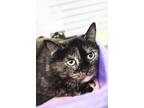 Adopt Vivie a Domestic Shorthair / Mixed cat in Indiana, PA (41509396)