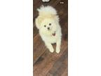 Adopt Felipe a Tan/Yellow/Fawn - with White Pomeranian / Mixed dog in Orange