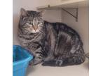 Adopt Stray hold a Brown Tabby Domestic Shorthair (short coat) cat in Laramie