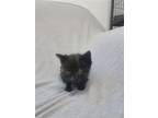 Adopt onyx a All Black Domestic Mediumhair / Mixed (medium coat) cat in