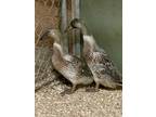 Adopt Mike & Ike a Brown Duck bird in East Hartland, CT (41509199)