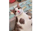Adopt Remy a White (Mostly) Domestic Shorthair / Mixed (short coat) cat in
