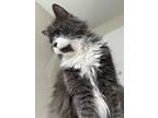 Adopt Penny a Gray or Blue (Mostly) Domestic Longhair / Mixed (long coat) cat in