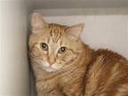 Adopt RICK a Domestic Mediumhair / Mixed (medium coat) cat in Denver