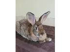 Adopt Maxine a Flemish Giant / Mixed rabbit in Nelson, BC (41509121)