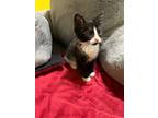 Adopt Shandra a Black & White or Tuxedo Domestic Shorthair (short coat) cat in