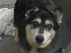 Adopt GHOST a Black Siberian Husky / Australian Shepherd / Mixed dog in Tustin
