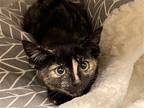 Adopt TWINKY a Tortoiseshell Domestic Mediumhair / Mixed (medium coat) cat in