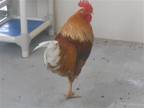 Adopt CHOPSTICK a Chicken bird in Tustin, CA (41506754)