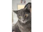 Adopt Milo a Gray or Blue Chartreux / Mixed (medium coat) cat in Milton