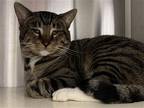Adopt WILLIE a Brown or Chocolate Domestic Mediumhair / Mixed (medium coat) cat