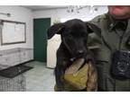 Adopt Jenna a Black Labrador Retriever dog in Weatherford, TX (41509104)