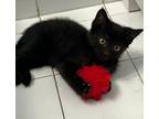 Adopt Lizzy a Black & White or Tuxedo Domestic Shorthair (short coat) cat in